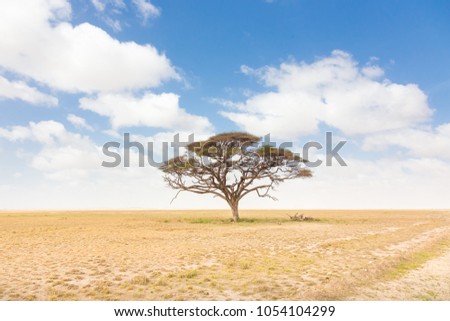 Solitary acacia tree in African savana plain in Kenya, Amboseli Natural Park, Africa. Royalty-Free Stock Photo #1054104299