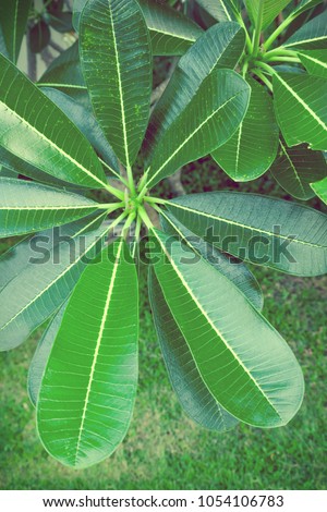 Close up of green plant leaves