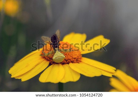 Flower spider had caught a fly. Misumena vatia. Bright yellow-orange flower.