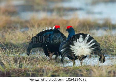 The Black Grouse, Lyrurus tetrix is showing off during their lekking season. They are in the typical moss habitat, Sweden 