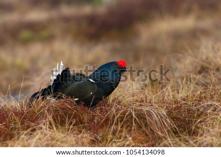 The Black Grouse, Lyrurus tetrix is showing off during their lekking season. They are in the typical moss habitat, Sweden 