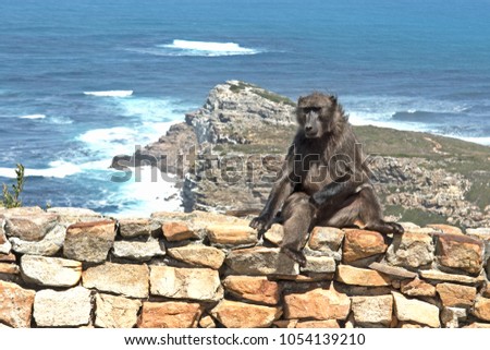 Baboon sitting on a stone wall at the Cape of Good Hope, South Africa.