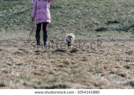 Small healthy chihuahua dog in run. Fast running small dog from girl. Training of a small dog outside on a field.