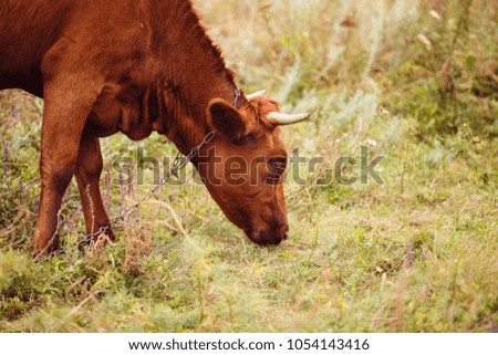 
Brown  cows on pasture