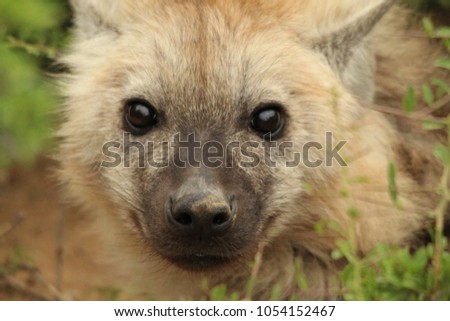 A Baby Hyena