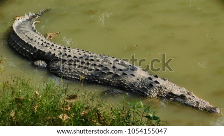 crocodile lose up picture
