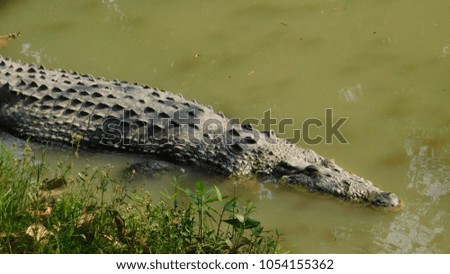 crocodile lose up picture