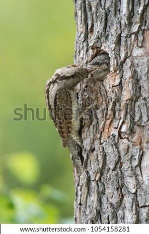 Eurasian Wryneck, Jynx torquilla is feeding its chicks in the nice green background, it is at its nest during their nesting season, golden light picture, Czech Republic
