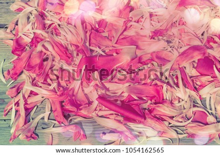 Pink petals of peony flowers lying on wooden background
