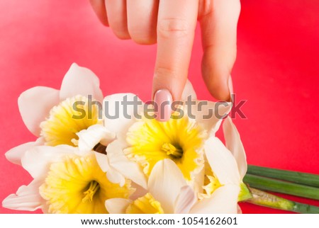 Female finger with beige nails color touching Narcissus flower on red background. Close up, selective focus.