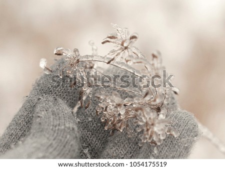Girl in gloves hand holding a dry plant covered with ice in spring. Close-up view