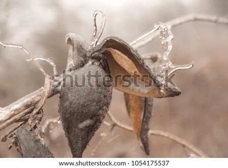 Milkweeds (Asclepias) plant covered with ice in March