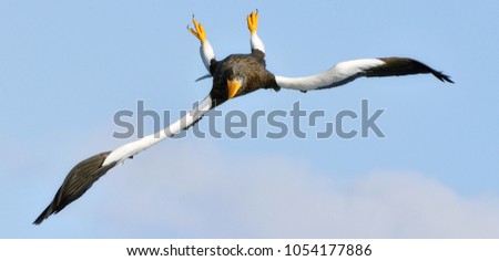Adult Steller's sea eagle in flight upside down. Steller's sea eagle, Scientific name: Haliaeetus pelagicus.
