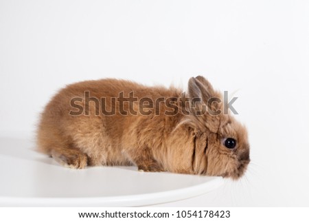 Portrait of a brown bunny at studio
