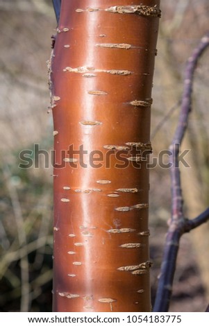Chinese Red Panda birch tree trunk