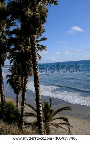 Palm Trees at the Beach