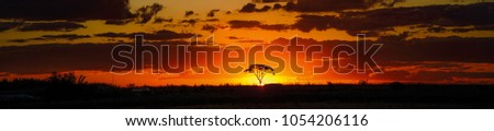 Savana sunset behind tree Royalty-Free Stock Photo #1054206116