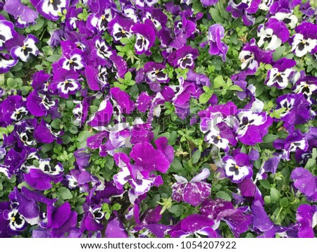 Pansy flowers or pansies blooming in the garden