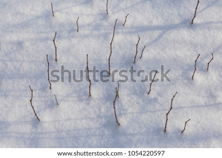 Young trees grow through the snow, 
Interesting shadows from shoots