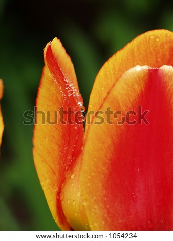 closeup picture of a flower