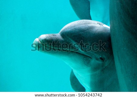 dolphin swims in a pool