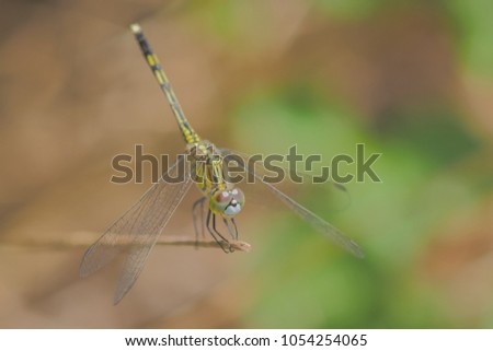 Ground Skimmer dragonfly (Diplacodes trivialis) resting on dry branch with green nature blurred background.