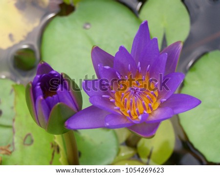 Waterlily. Is a water plant The stem is a head or rhizome-like albino root. The flowers will bloom at night and will be gorgeous in late. There are 3 colors: red, white and pink.