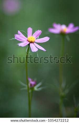 Garden cosmos or Mexican aster flower in the garden. Suitable for graphic and copy space. Photo in natural color.