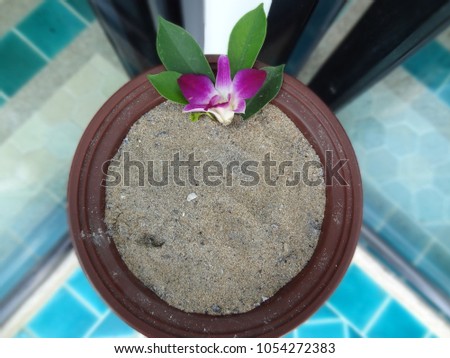 Pink orchids decorated with sand prepared for discarding cigarette fragments