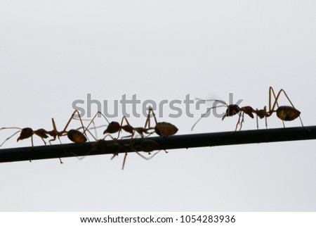 
silhouette of ants running on a piece of wire. grey and white background.