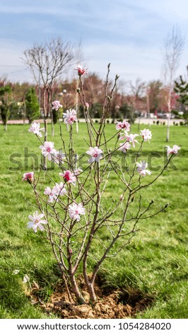 Magnolia bush in the park in the spring