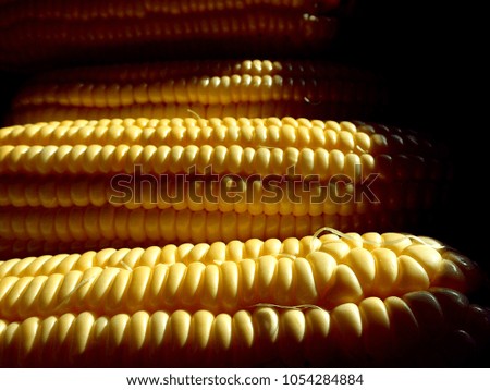 Corn cob as background / Sweet corn is a vegetable with a high sugar content