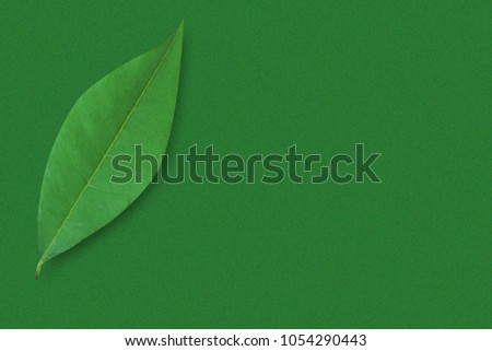 Blank space for writing or inserting words. leaf on isolated green background.