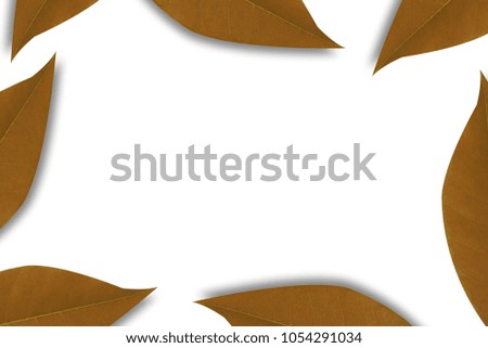 Blank space for writing or inserting words. leaf on isolated white background.