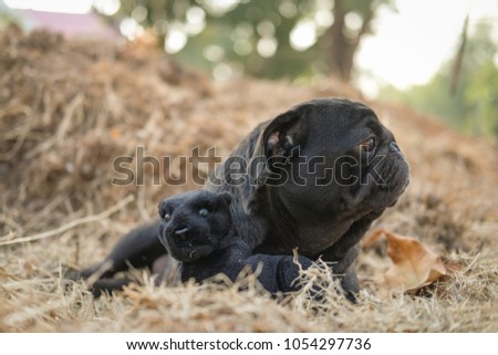 I am black panther.(Black Pug dog playing with black panther doll.)
