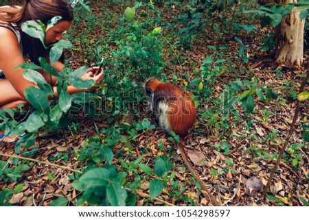 Woman tourist takes a picture of monkey red colobus in natural environment