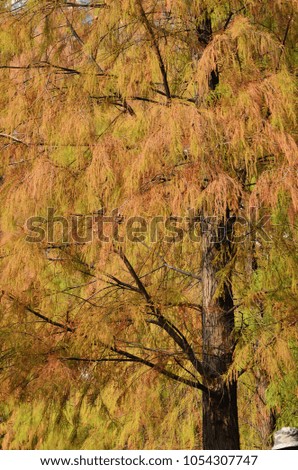 Feather pine tree look attractive in holiday season.  Soft leaves like picture drawing.