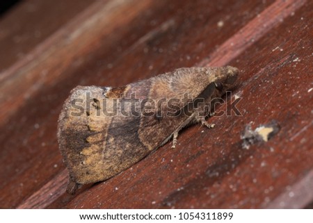 Nature image Moth of Borneo