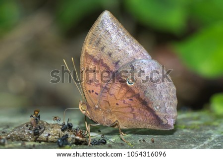 Nature Macro Image of beautiful Butterfly of Borneo, Butterfly image Suitable for wallpaper use