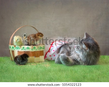 Young gray kitty  playing with little chicks