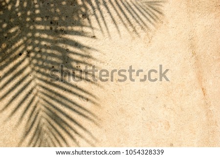 Silhouette black of tree branches-leaves with brown background, sunlight rays through wall concrete, It may look like shadow coconut or palm, photo of dried sand its beautiful leaf vein line tropical.