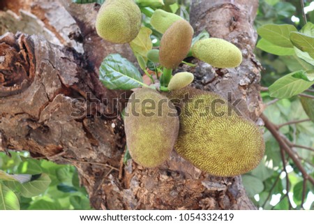 Jackfruit hanging from a tree