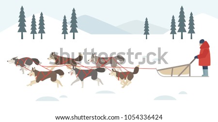 Siberian Huskies pulling their sleds in the snow. vector illustration flat design