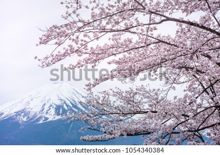 Fuji Mountain snow on top with sakura cherry blossoms branch in foreground ,beautiful view in spring on white isolated sky background, in Japan.