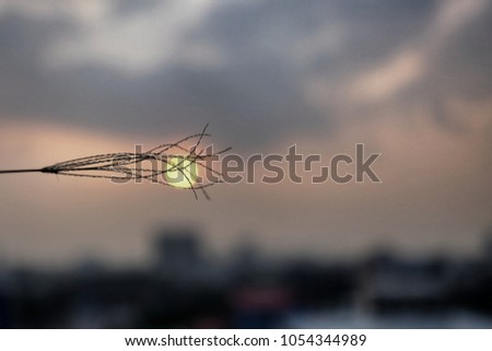 Silhouette sunset with wild grass flower blowing over the cotton sky at dusk and blur cityscape 