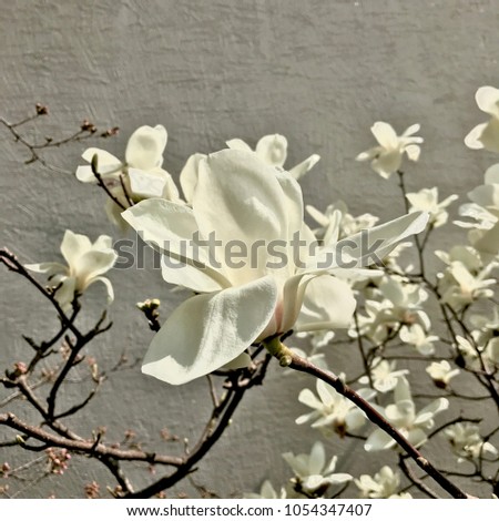 The early spring of magnolia.