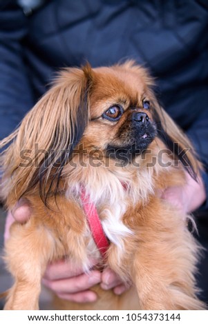 The Pekingese, also known as the Lion Dog, Peking Lion Dog, Pelchie Dog, or Peke is an ancient breed of toy dog, originating in China.