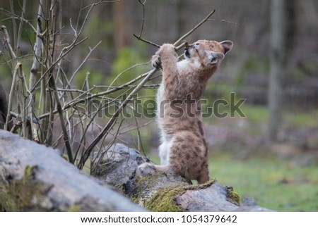 Puma Cub Felina