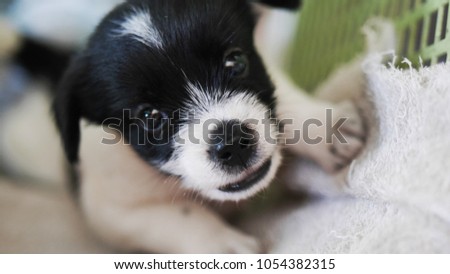 The closed up little black and white puppy face. The puppy is in the basket and looking in the camera. It has black big eyes and black nose. The picture concepts are pet, animal, hobbies, holiday.