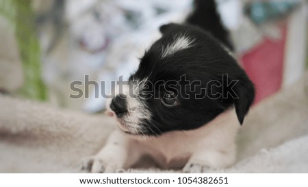 The closed up little black and white puppy face. The puppy is in the basket and looking something. It has black big eyes and black nose. The picture concepts are pet, animal, hobbies, holiday.